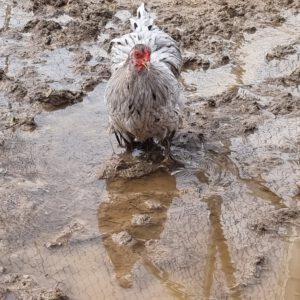 Tûk es la abuela de las gallinas. Le gusta mucho pasear por el agua en verano.